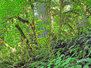 wagon road trail 2 graphic